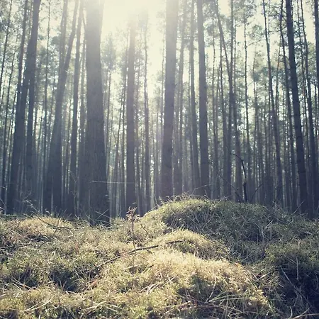Dom wakacyjny Ferienhaus Drewitz *